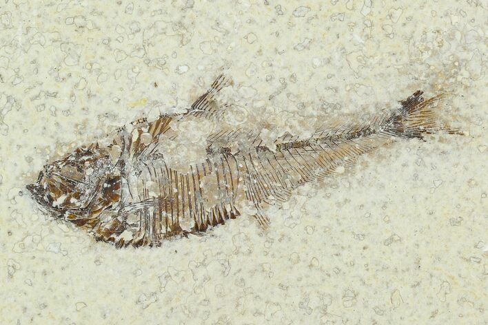 Bargain Fossil Fish (Diplomystus) - Green River Formation #129595